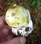 Grüner Knollenblätterpilz, Foto 35