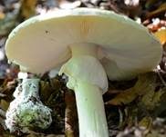 Grüner Knollenblätterpilz, Foto 39