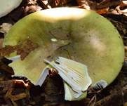 Grüner Knollenblätterpilz, Foto 40