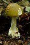 Grüner Knollenblätterpilz, Foto 42