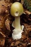 Grüner Knollenblätterpilz, Foto 43