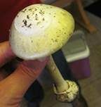 Grüner Knollenblätterpilz, Foto 47