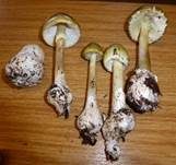 Grüner Knollenblätterpilz, Foto 48
