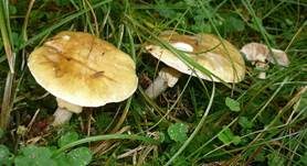 Grüner Knollenblätterpilz, Foto 57