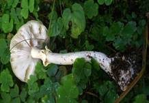 Grüner Knollenblätterpilz, Foto 60