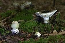 Grüner Knollenblätterpilz, Foto 61