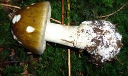 Grüner Knollenblätterpilz, Foto 65