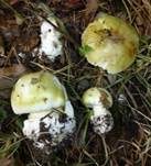 Grüner Knollenblätterpilz, Foto 69