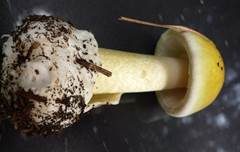 Grüner Knollenblätterpilz, Foto 72