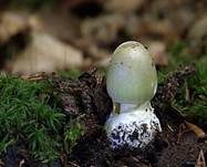 Grüner Knollenblätterpilz, Foto 78