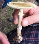 Grüner Knollenblätterpilz, Foto 79