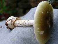 Grüner Knollenblätterpilz, Foto 87