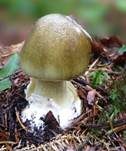 Grüner Knollenblätterpilz, Foto 89