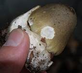 Grüner Knollenblätterpilz, Foto 11