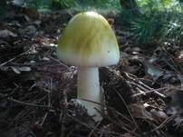 Grüner Knollenblätterpilz, Foto 93