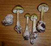 Grüner Knollenblätterpilz, Foto 94