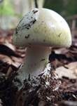 Grüner Knollenblätterpilz, Foto 100