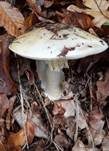 Grüner Knollenblätterpilz, Foto 101