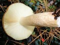Grüner Nadelwald-Heringstäubling, Foto 12