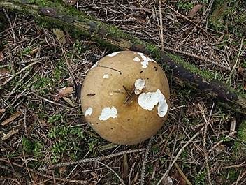 Grüner Nadelwald-Heringstäubling, Foto 5
