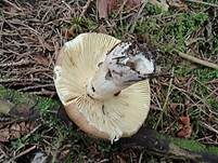 Grüner Nadelwald-Heringstäubling, Foto 6