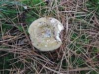 Grüner Nadelwald-Heringstäubling, Foto 7