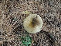 Grüner Nadelwald-Heringstäubling, Foto 9