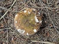 Grüner Nadelwald-Heringstäubling, Foto 10