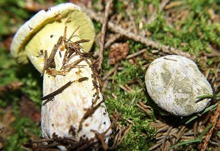 Grüner Schmarotzer Pustelpilz, Foto 2