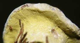 Grüner Schmarotzer Pustelpilz, Foto 6