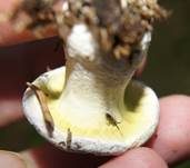 Grüner Schmarotzer Pustelpilz, Foto 8