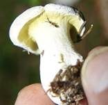 Grüner Schmarotzer Pustelpilz, Foto 9