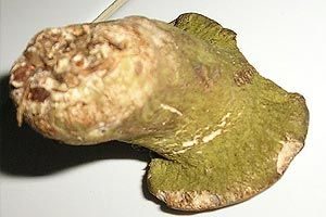 Grüner Schmarotzer Pustelpilz, Foto 1