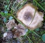 Grüngebuckelter Risspilz, Foto 14