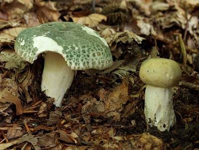 Grüngefelderter Täubling, Foto 3