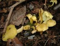 Grüngelber Nabeling, Foto 6