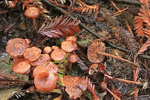 Grünhyphen-Blasssporrübling, Foto 1
