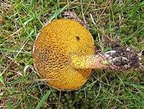 Beringter Zirbenröhrling, Foto 7