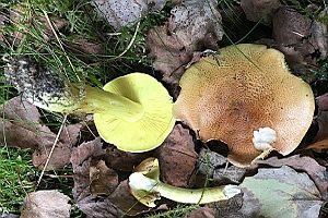 Grünling, Foto 1
