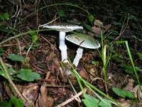 Grünspanträuschling, Foto 12