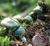 Grünspanträuschling, Foto 24