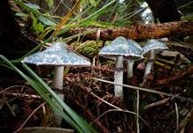 Grünspanträuschling, Foto 31