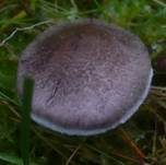 Beringter Erdritterling, Foto 13