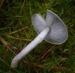 Beringter Erdritterling, Foto 14
