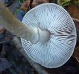 Beringter Erdritterling, Foto 15