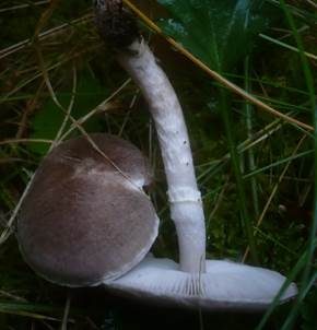 Beringter Erdritterling, Foto 5