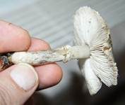 Beringter Erdritterling, Foto 6