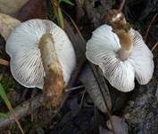 Beringter Erdritterling, Foto 11