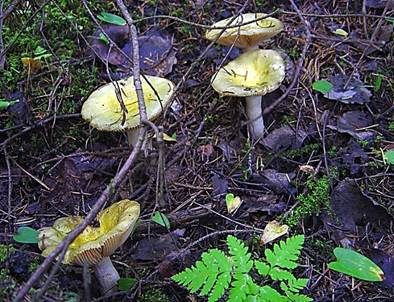 Grünverfärbender Täubling, Foto 2
