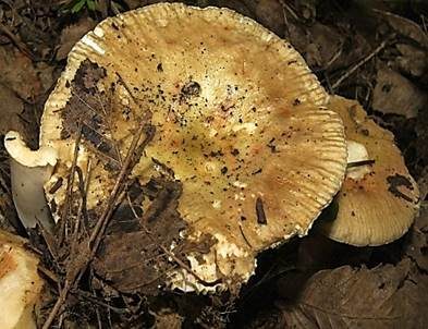Grünverfärbender Täubling, Foto 5